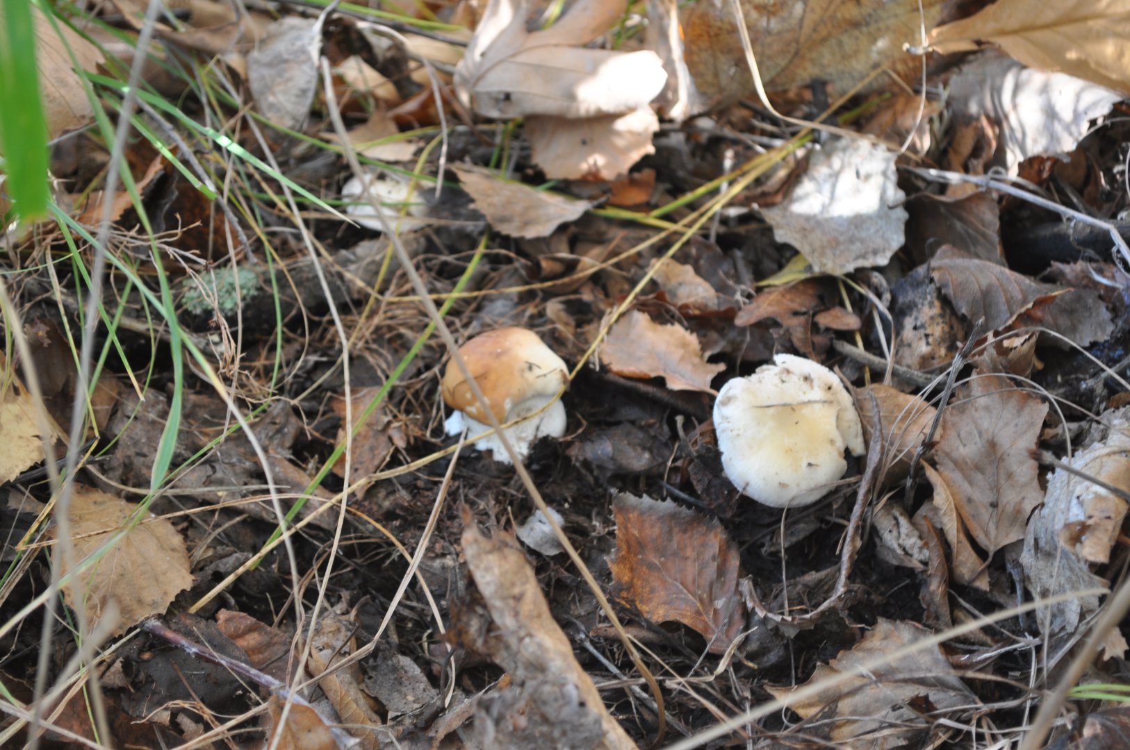 DSC_0451.JPG