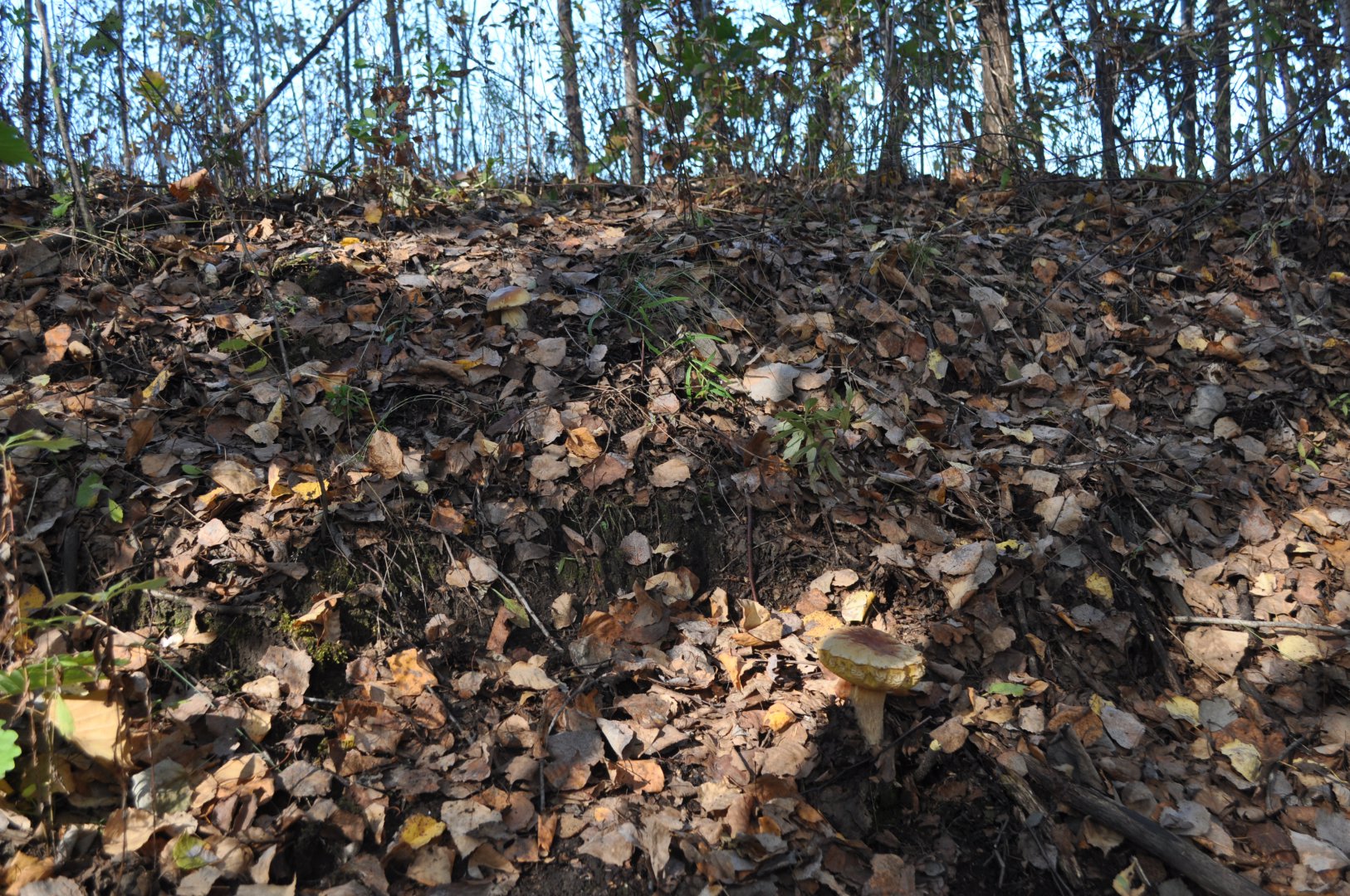 DSC_0452.JPG
