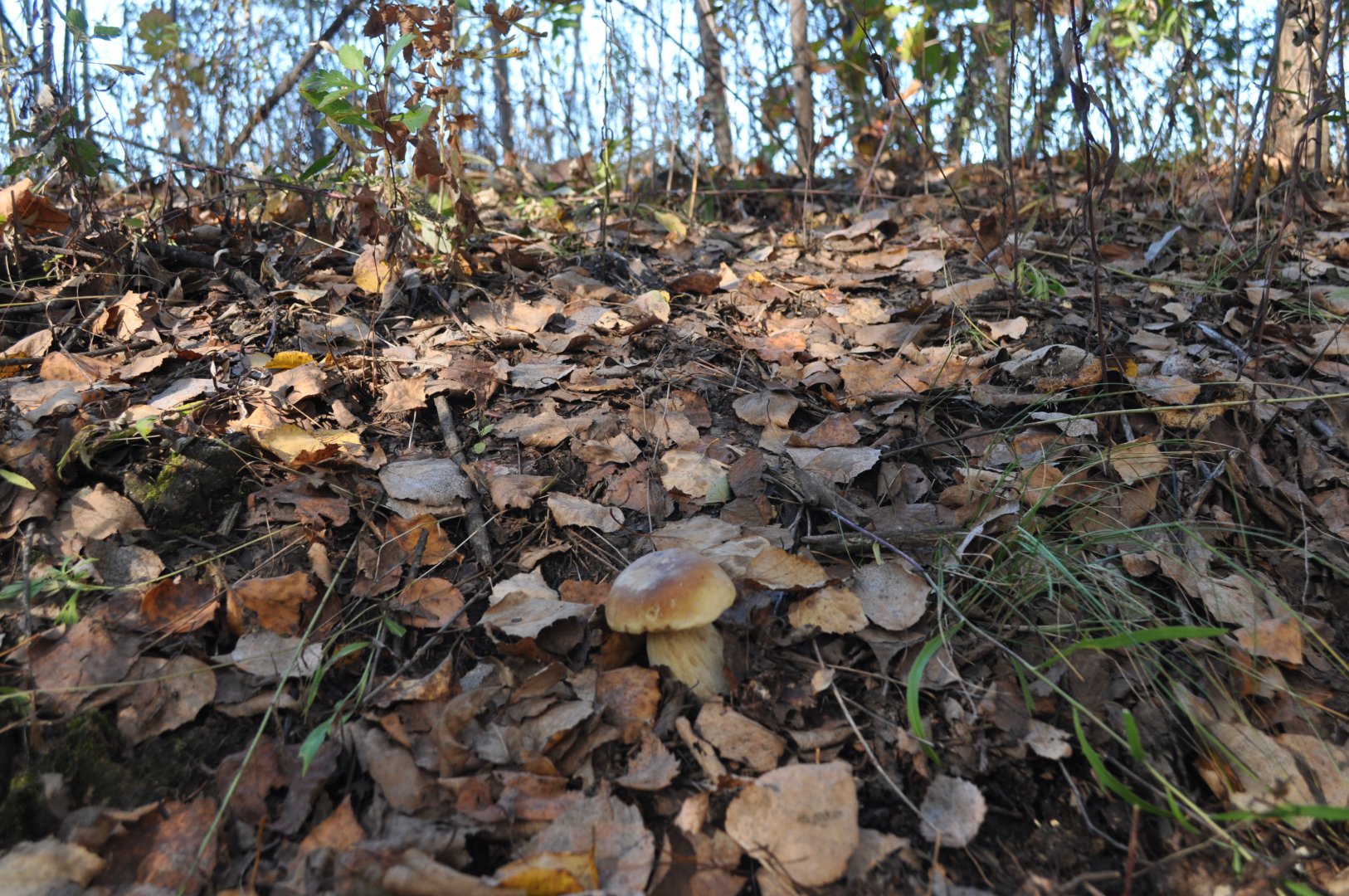 DSC_0454.JPG