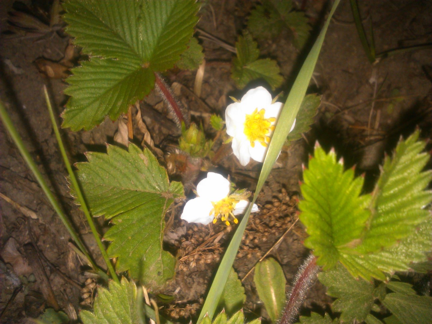 DSC_0457.jpg