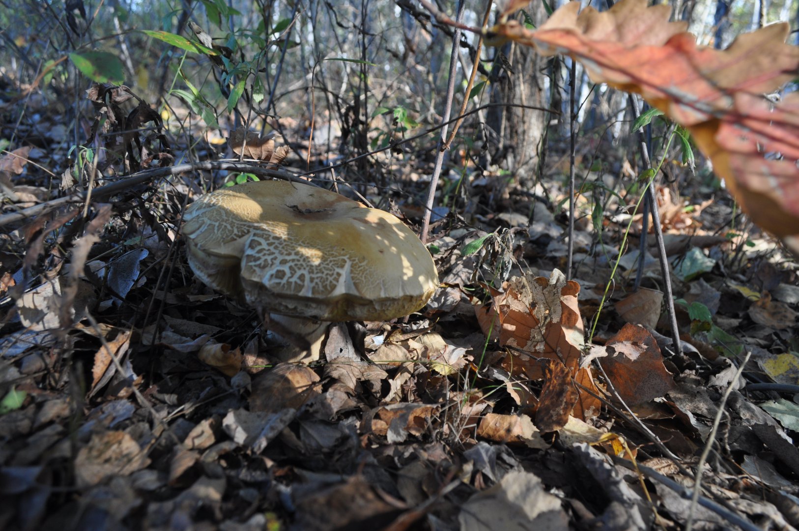DSC_0457.JPG