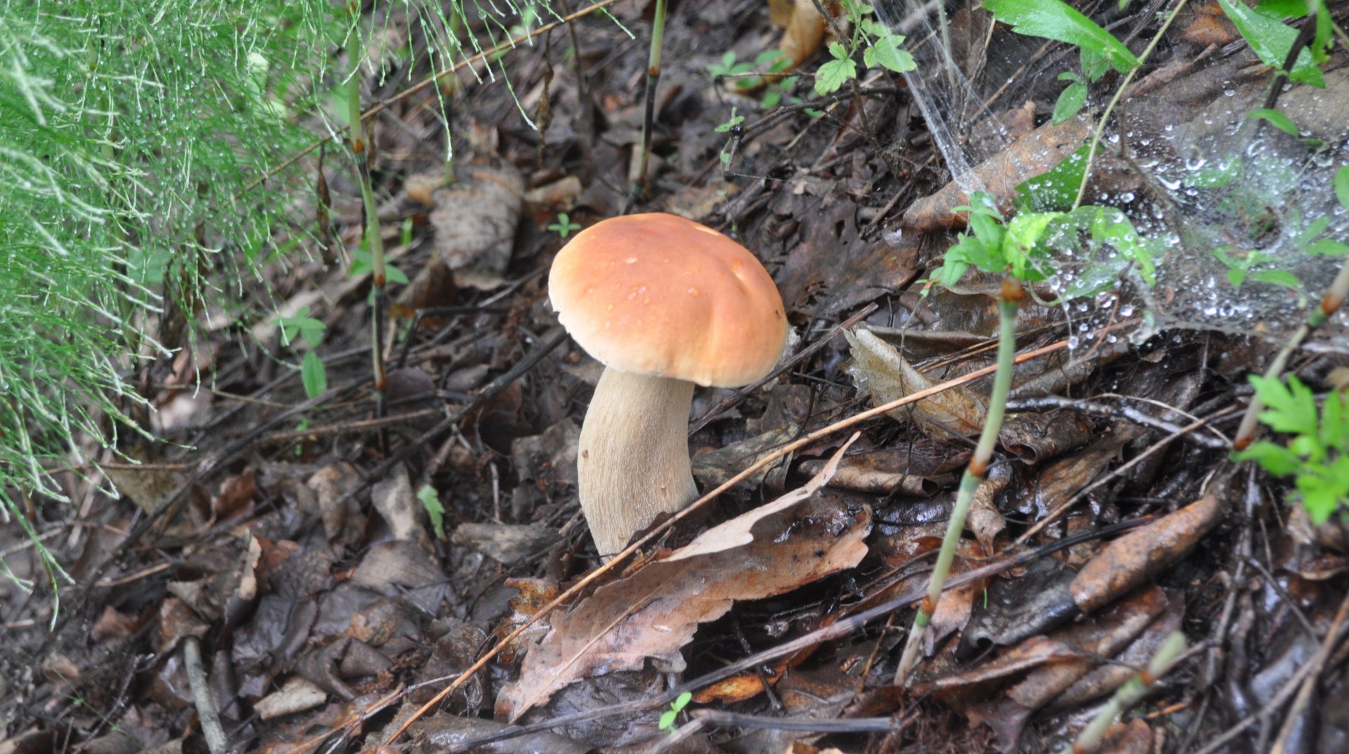 DSC_0457.JPG