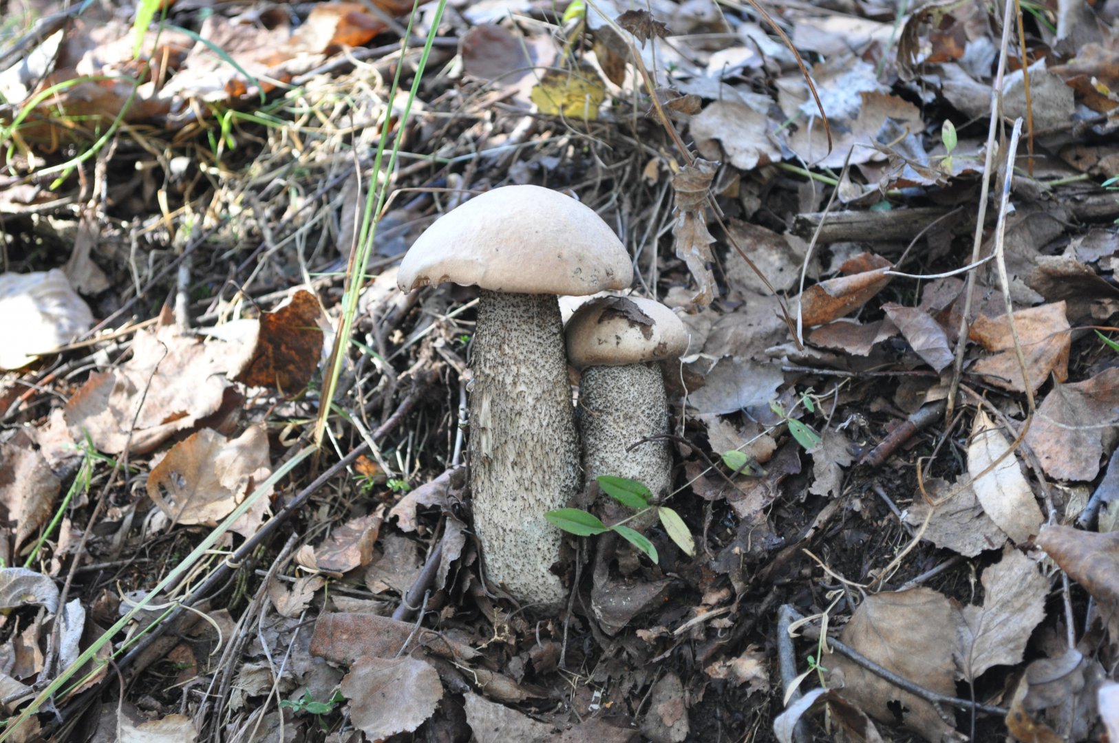 DSC_0465.JPG