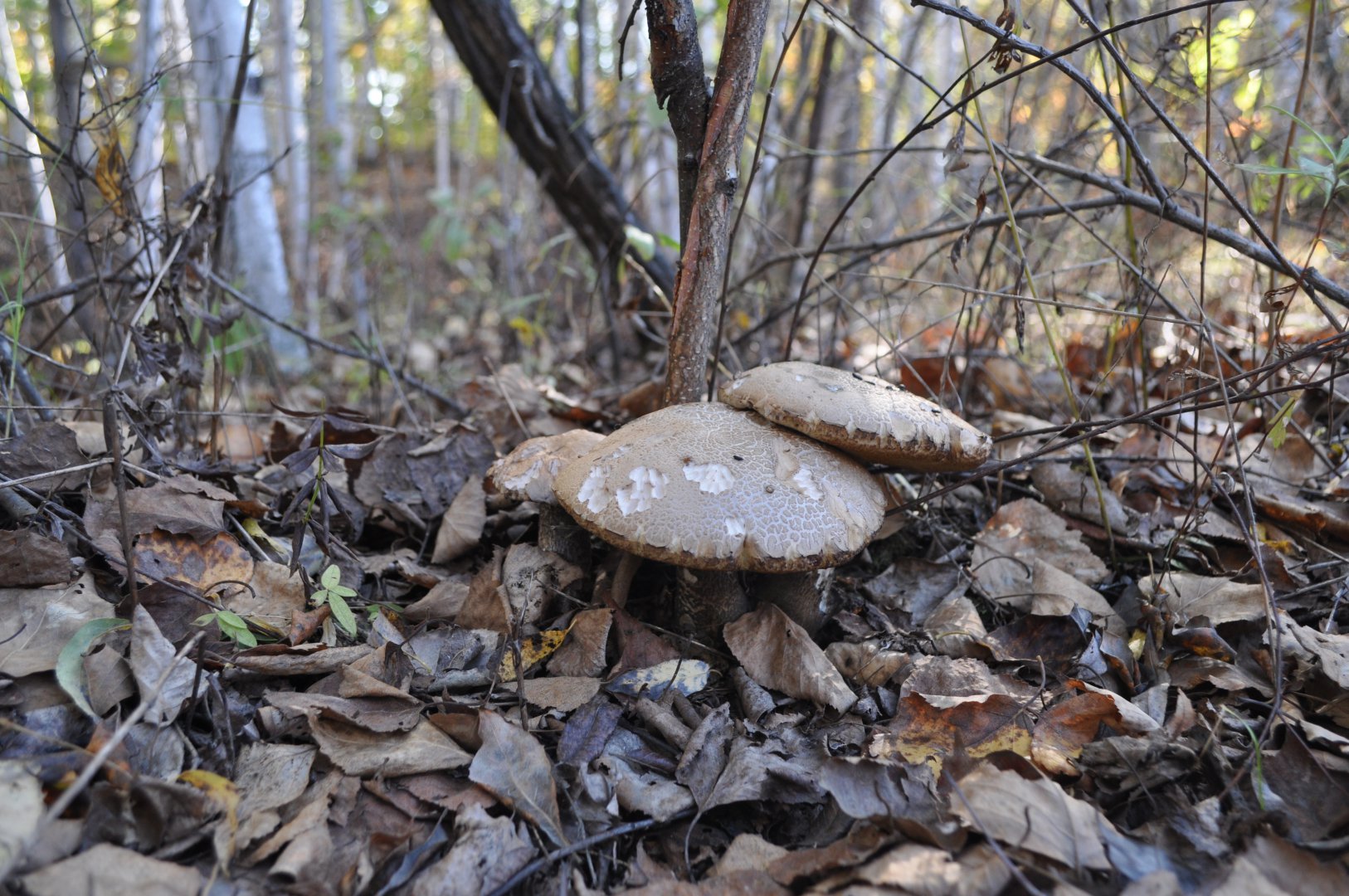 DSC_0472.JPG