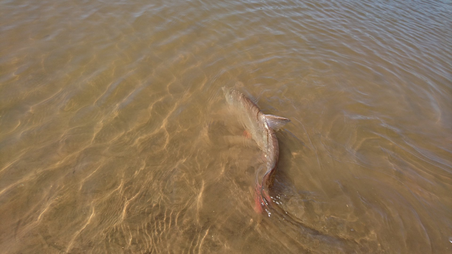 DSC_0482.JPG