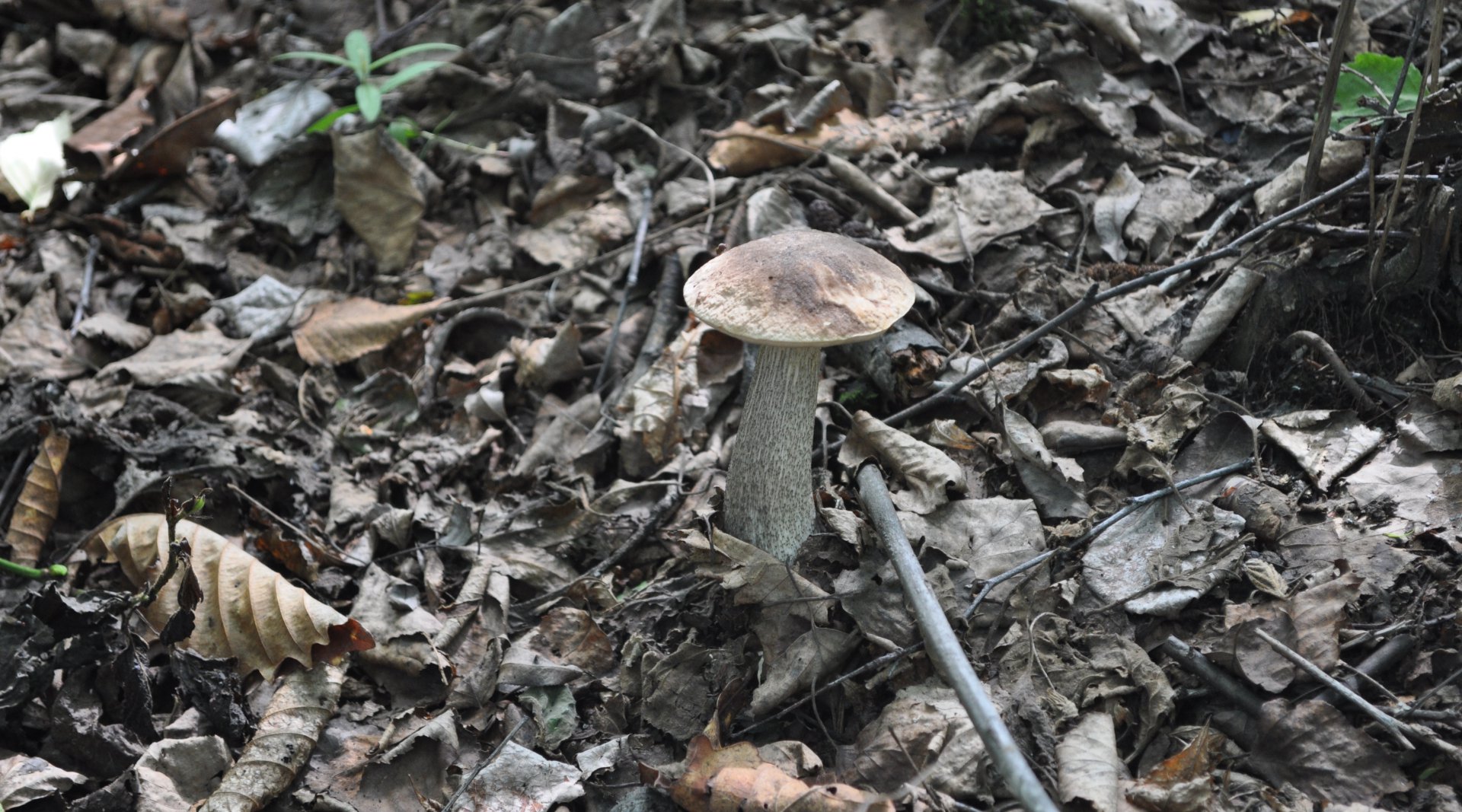 DSC_0506.JPG