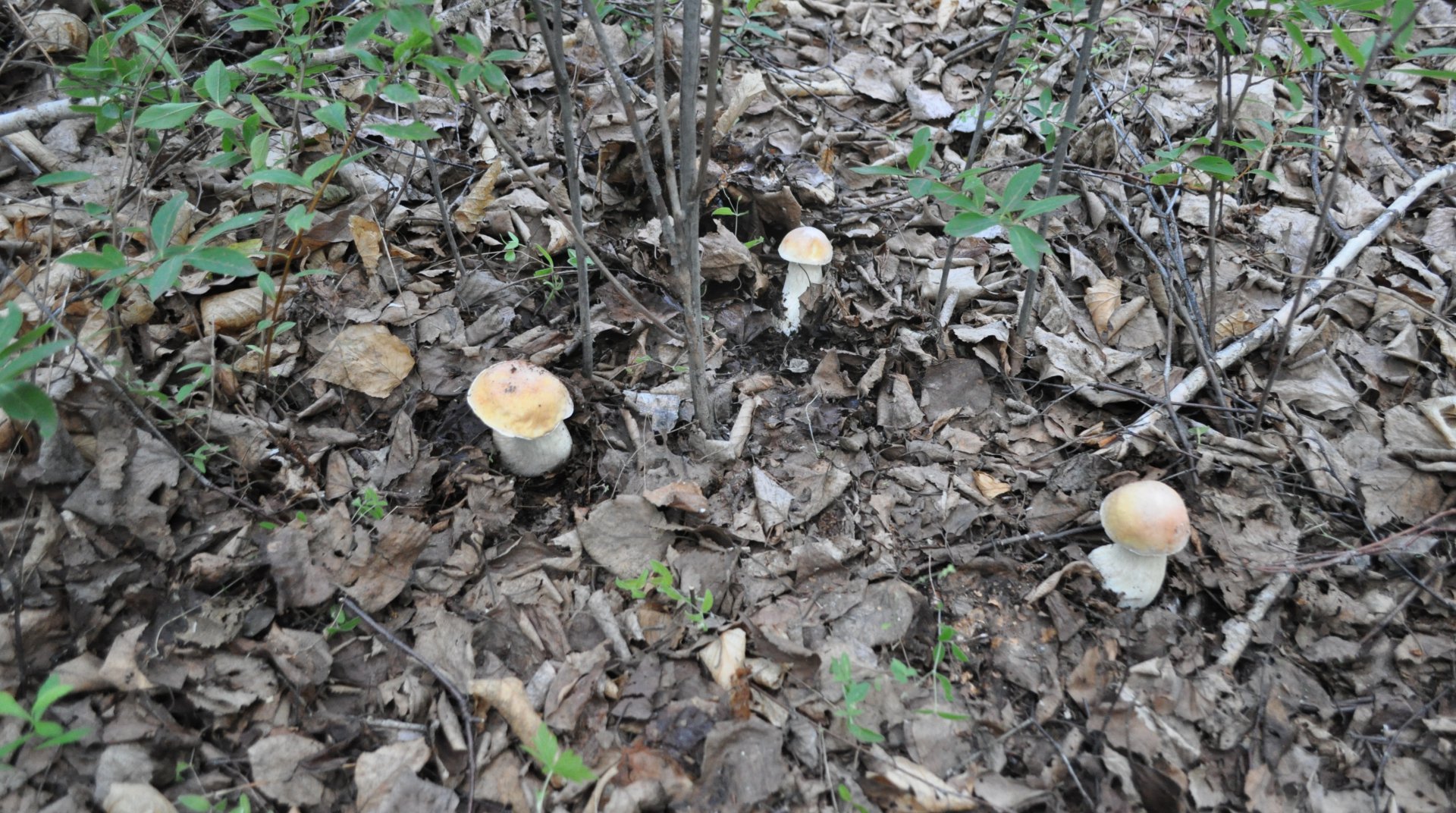 DSC_0512.JPG