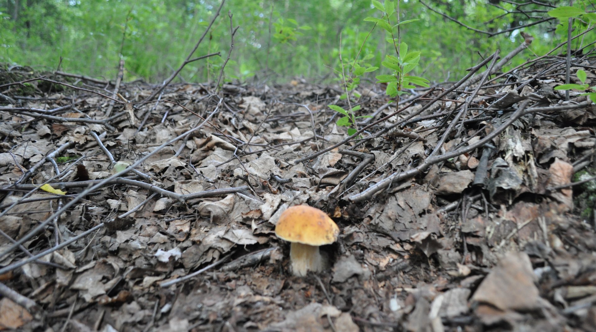 DSC_0518.JPG