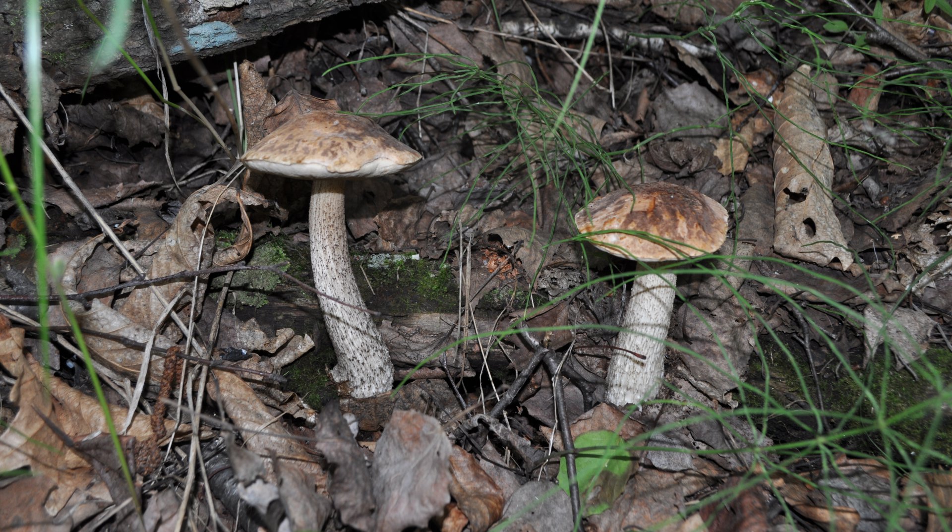 DSC_0519.JPG
