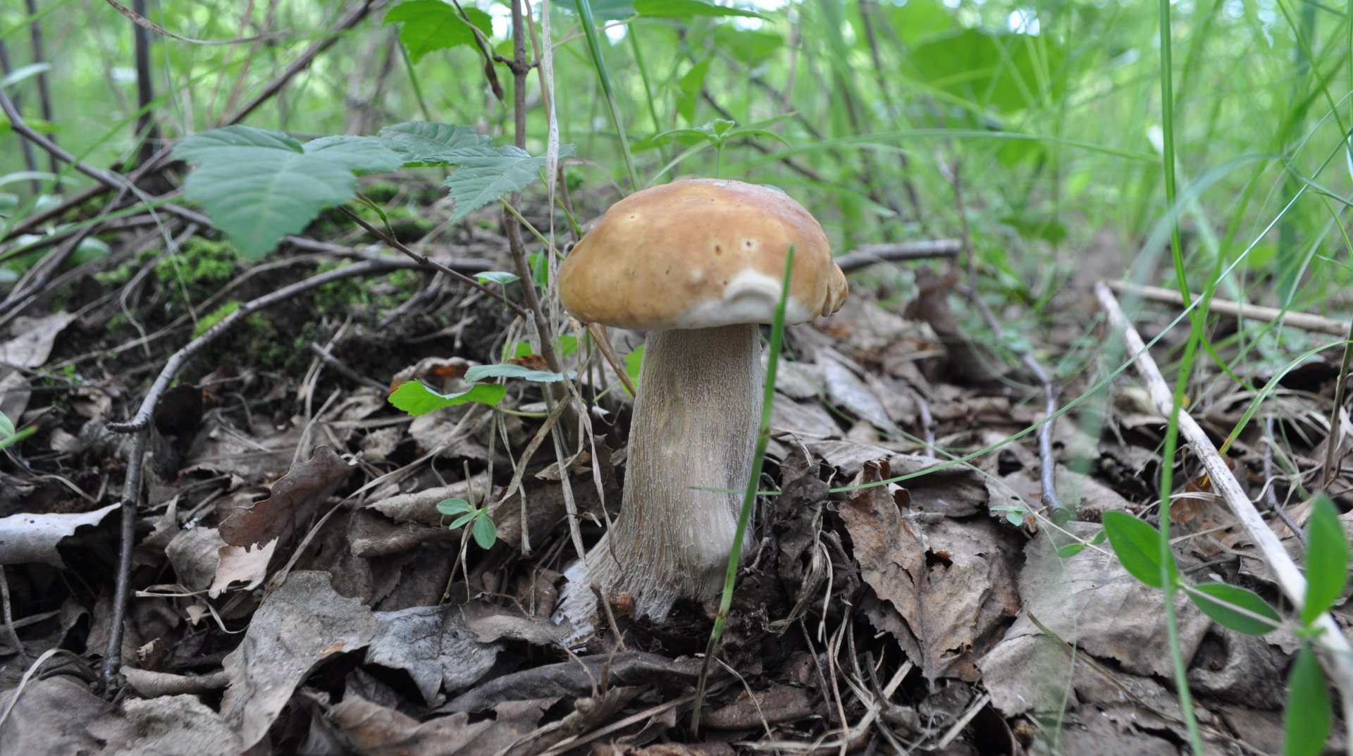 DSC_0525.JPG