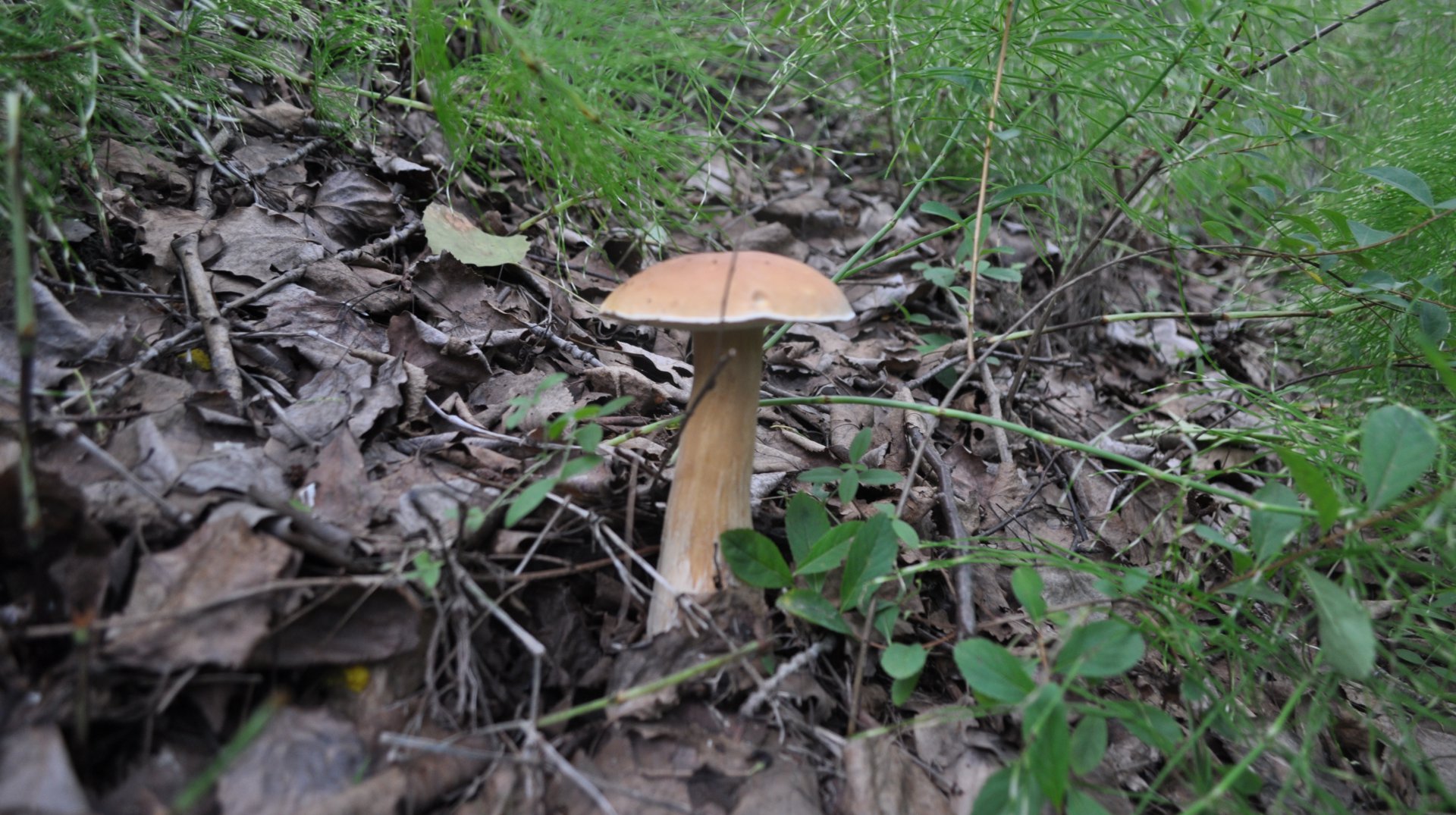 DSC_0527.JPG