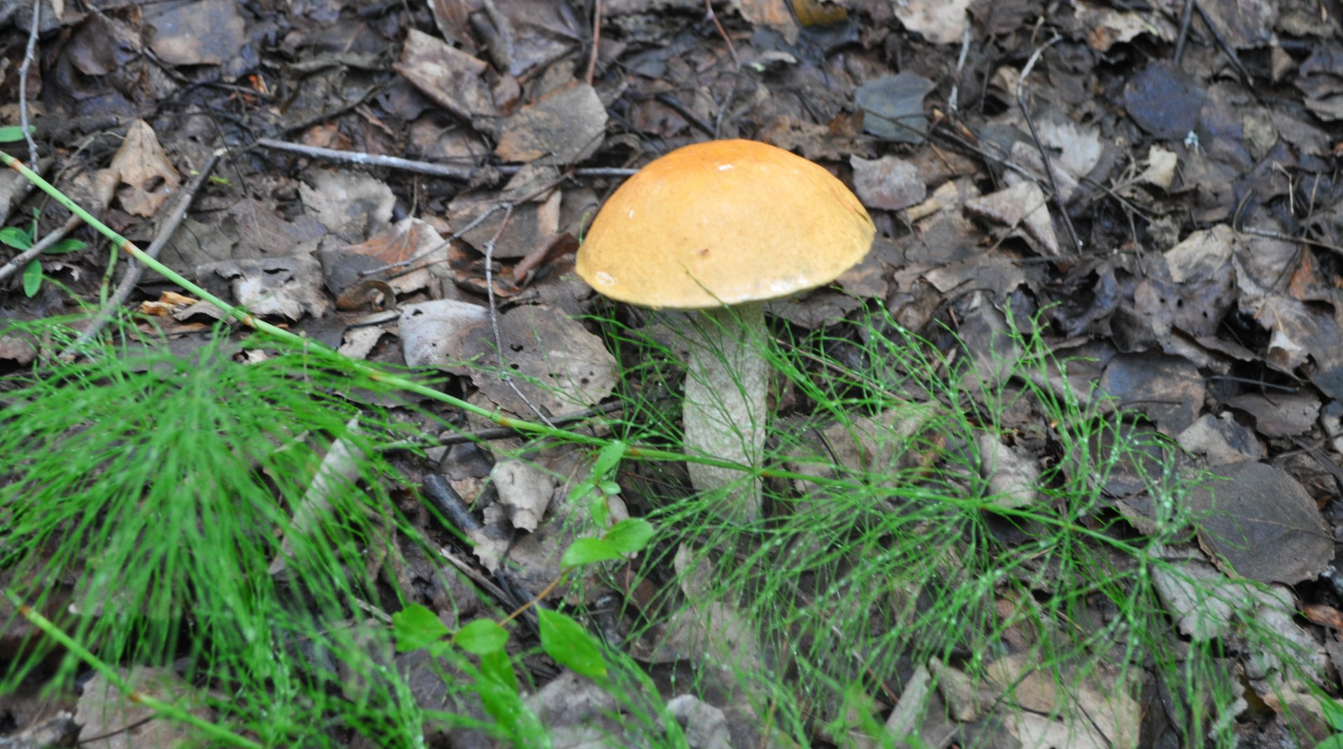 DSC_0572.JPG