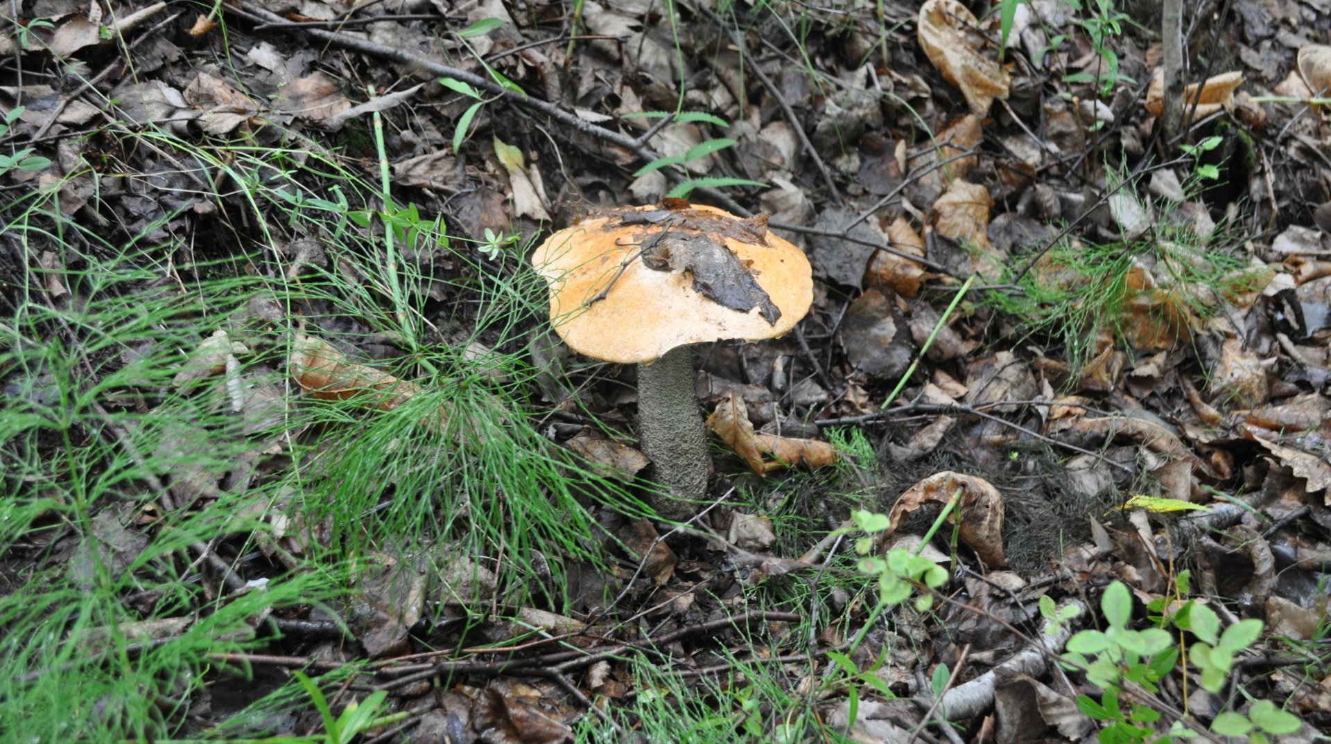 DSC_0579.JPG
