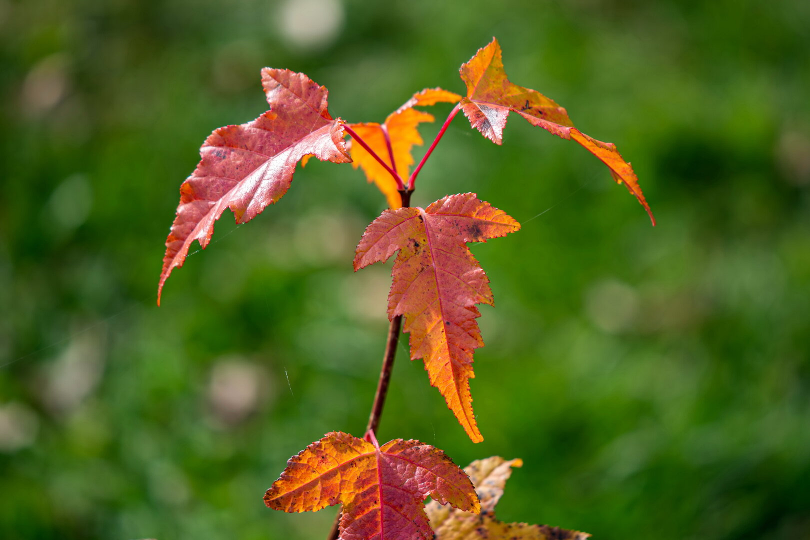DSC_0616.jpg