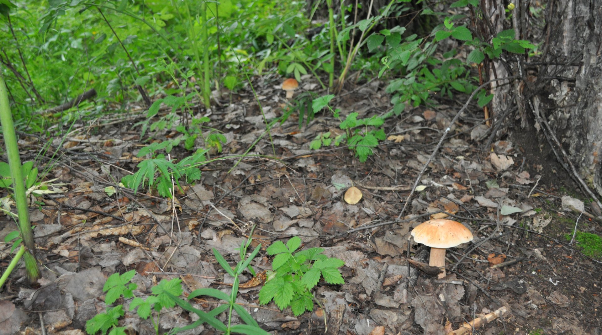 DSC_0652.JPG