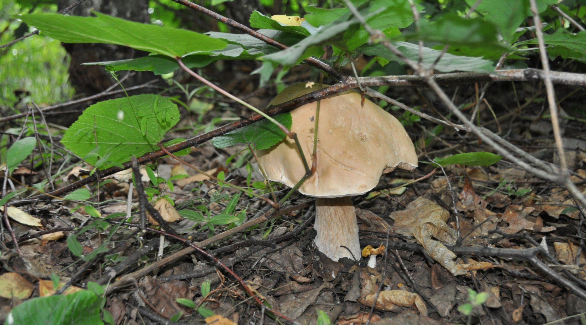 DSC_0654.JPG
