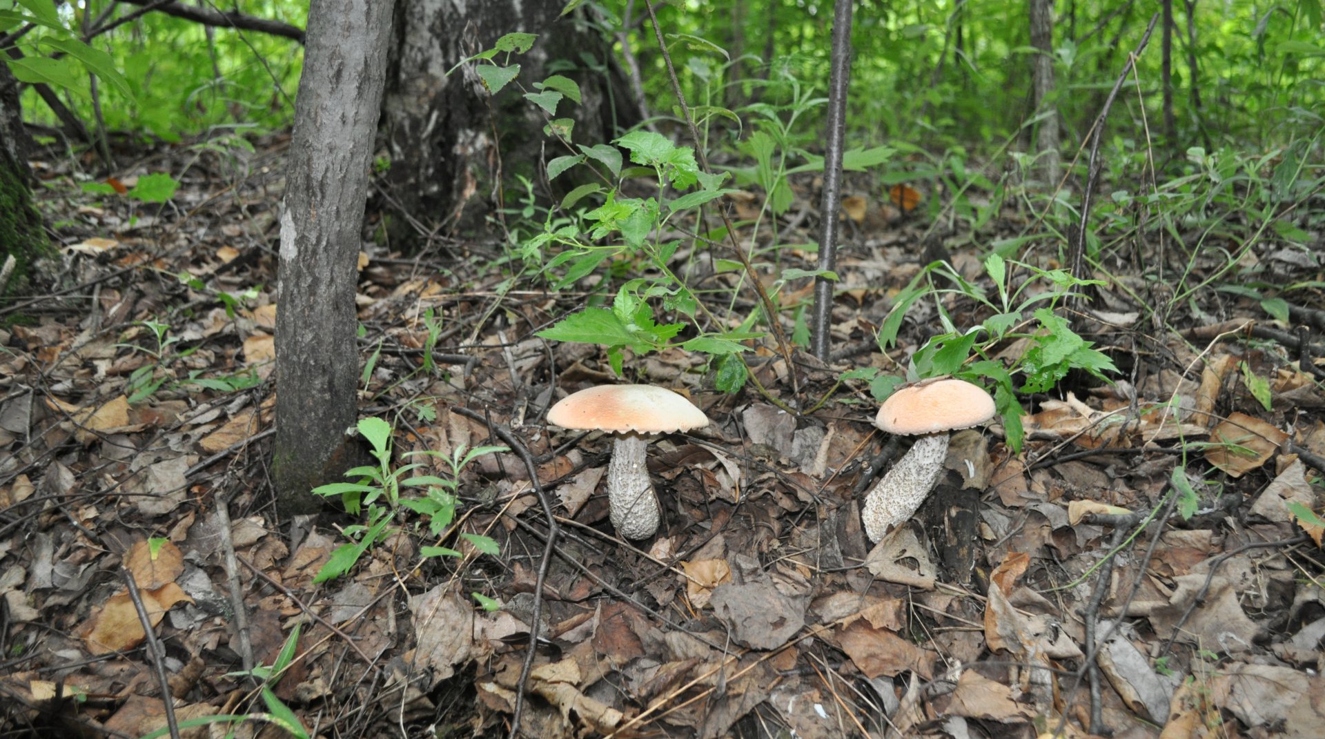 DSC_0663.JPG