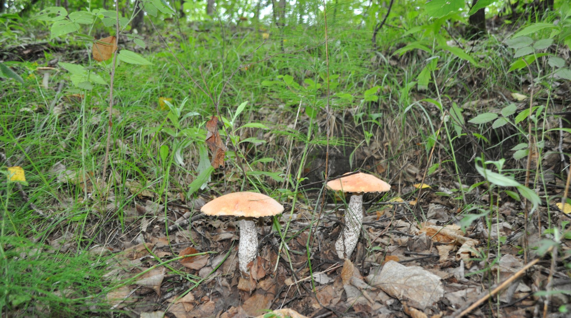 DSC_0667.JPG