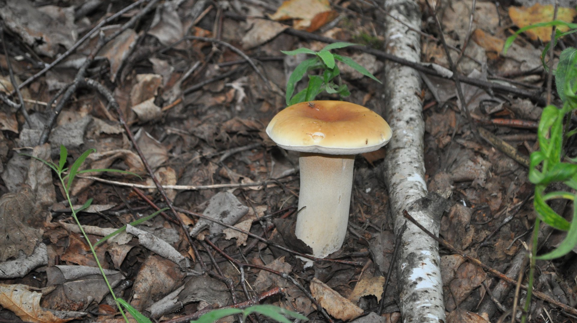 DSC_0671.JPG