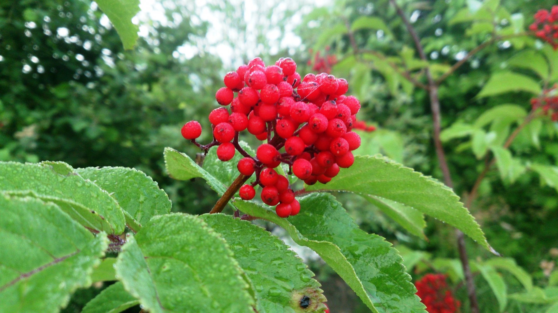 DSC_0708.JPG
