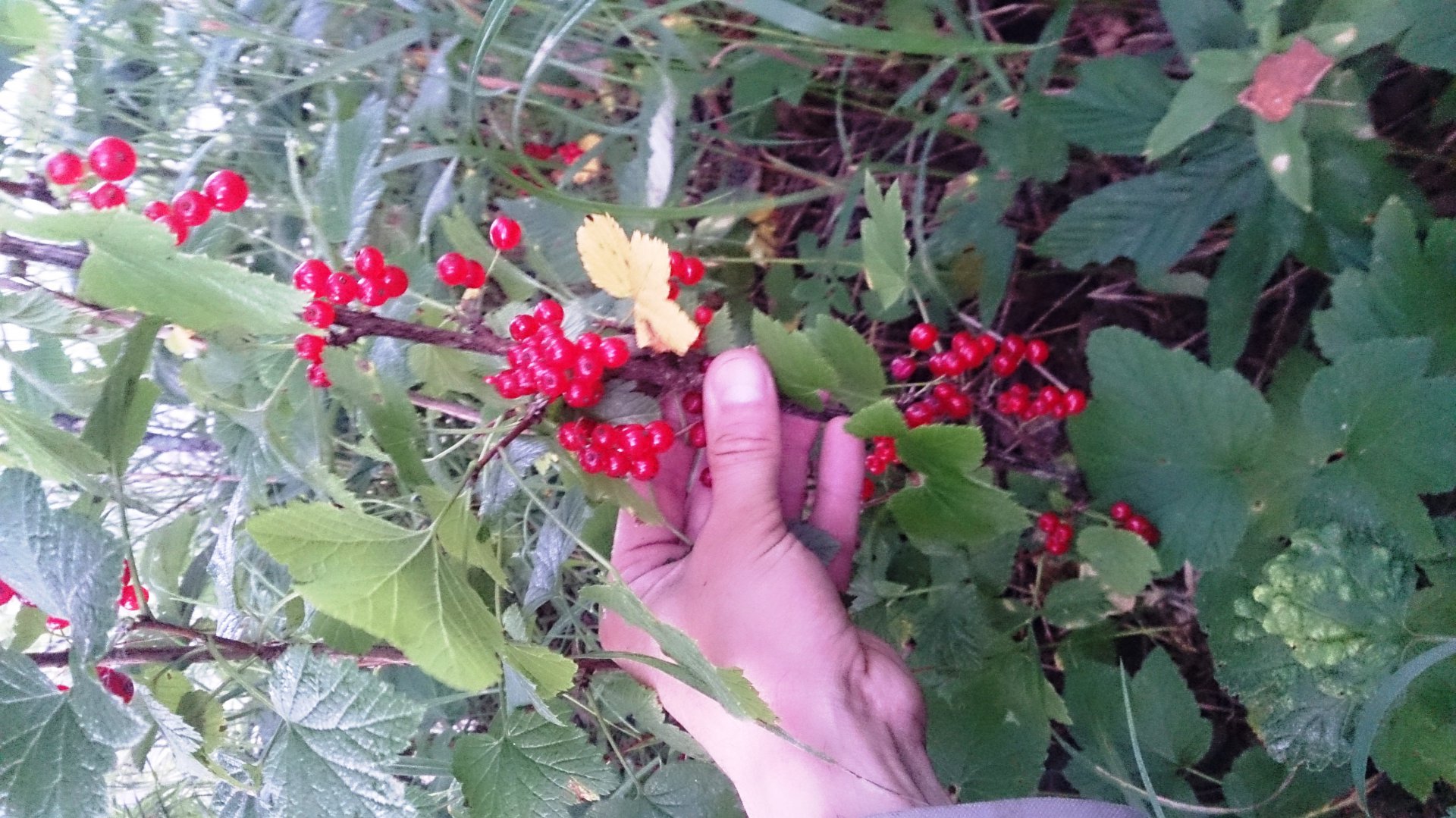 DSC_0721.JPG