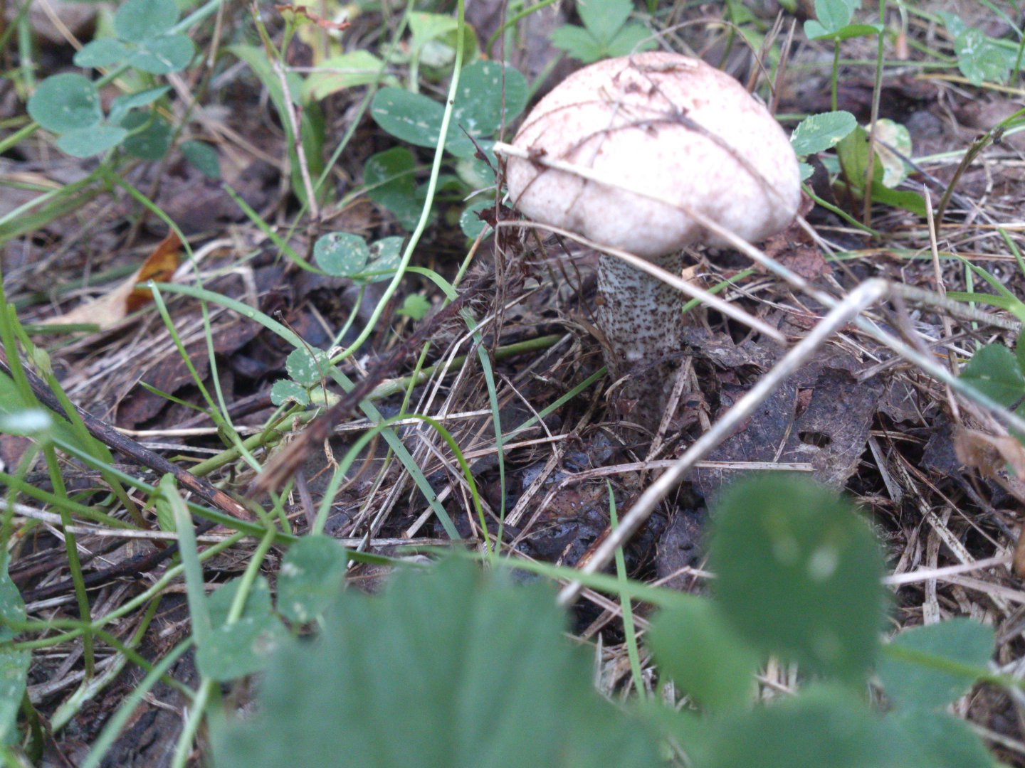 DSC_0742.jpg