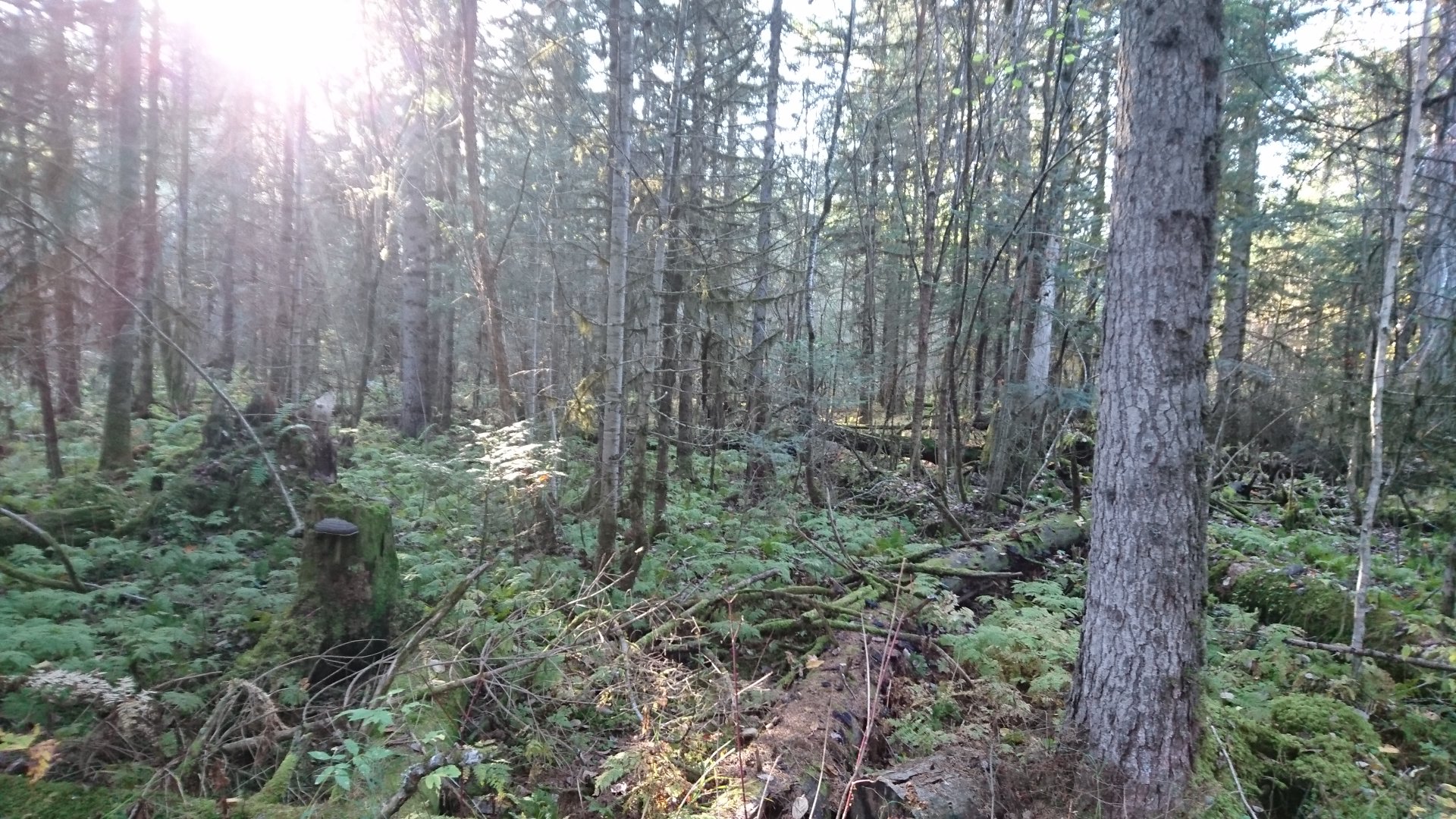 DSC_0742.JPG