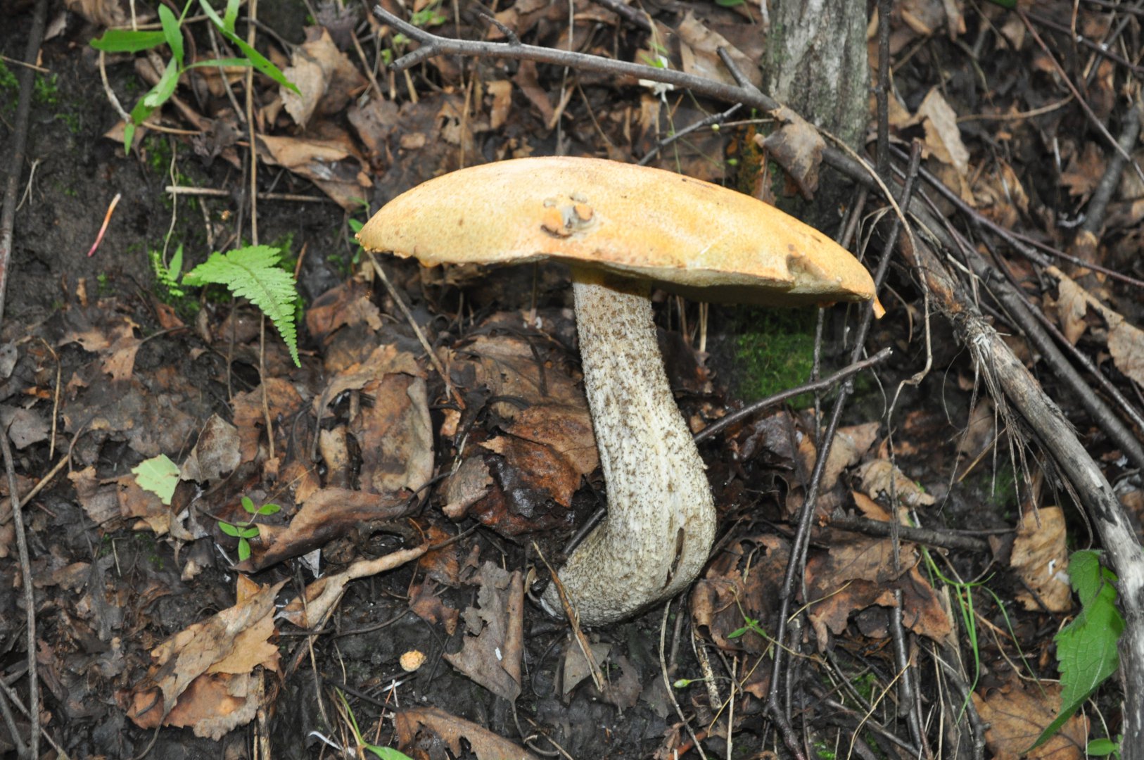 DSC_0759.JPG