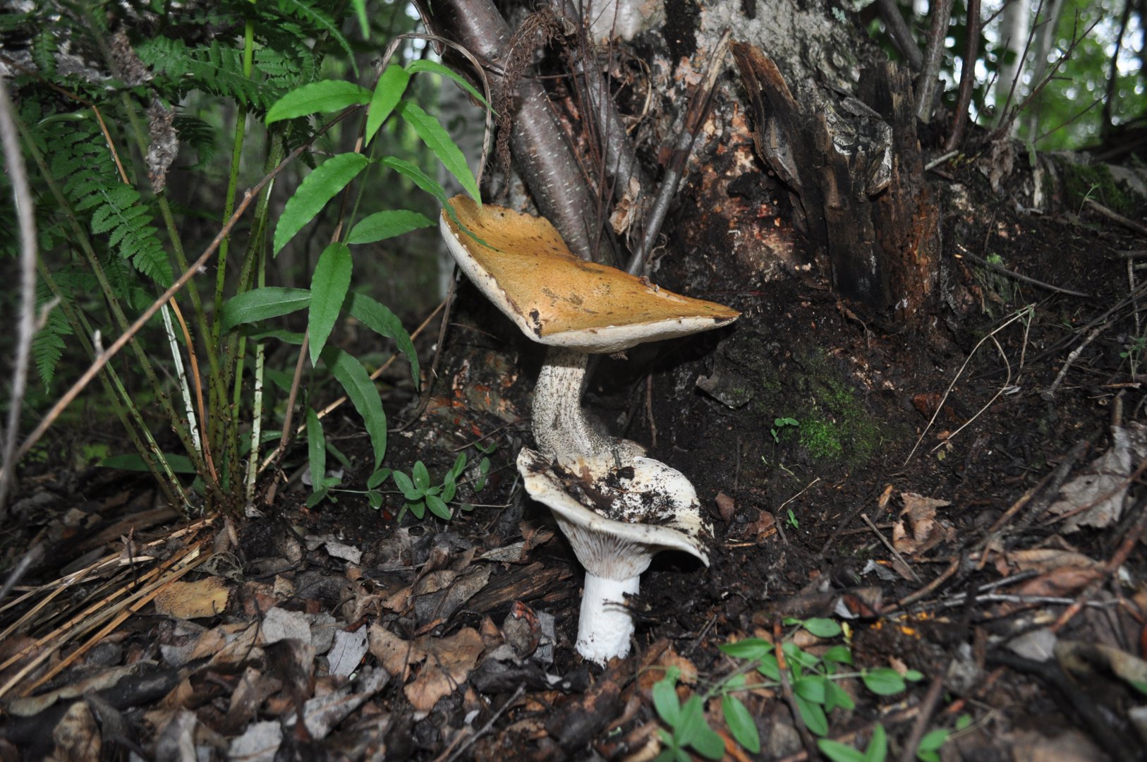 DSC_0761.JPG