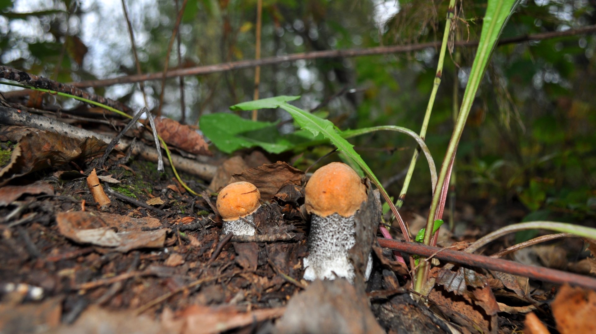 DSC_0761.JPG