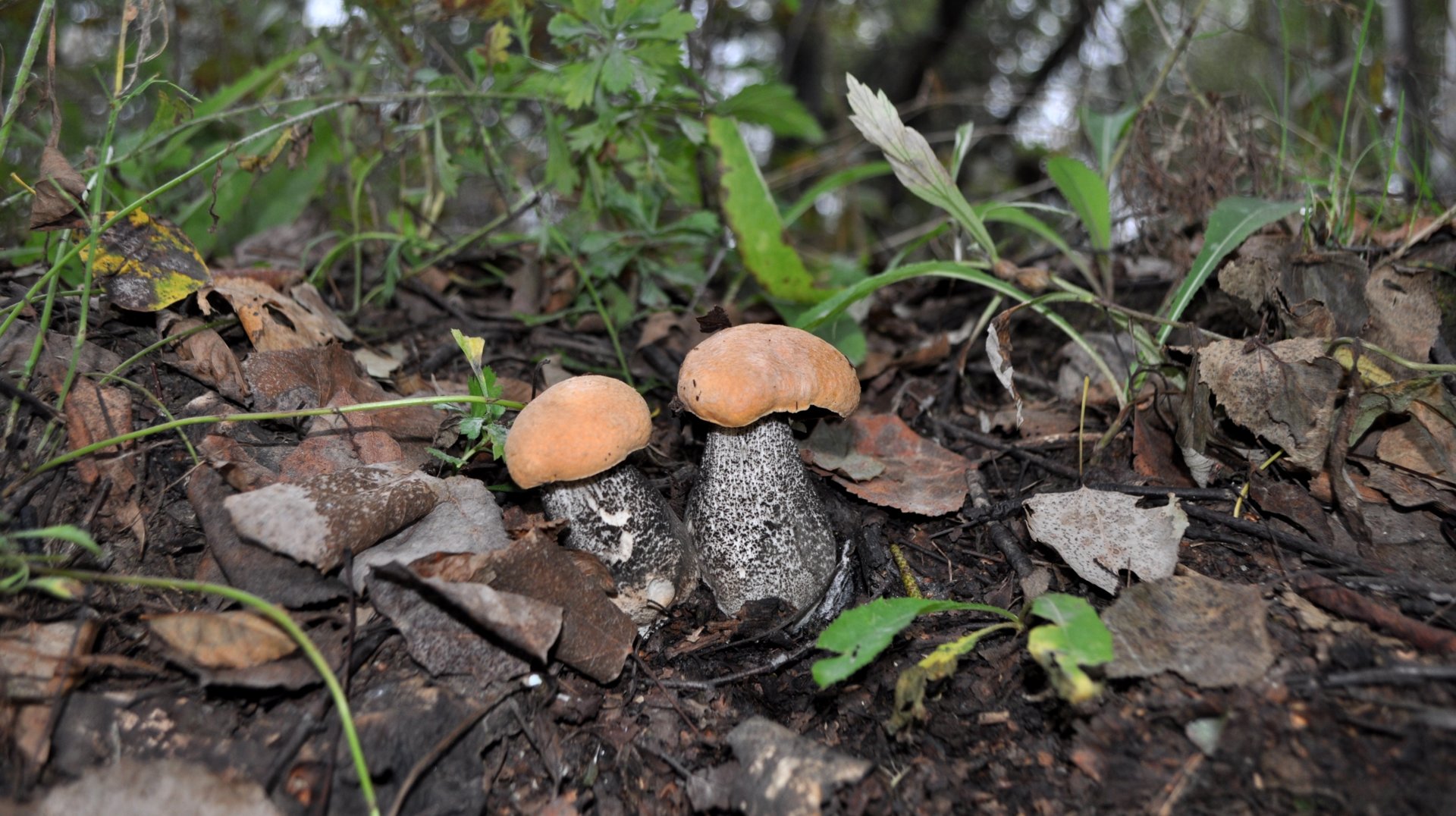 DSC_0762.JPG