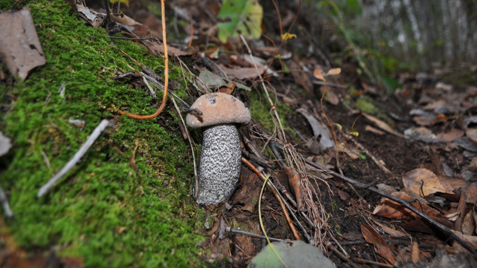 DSC_0765.JPG