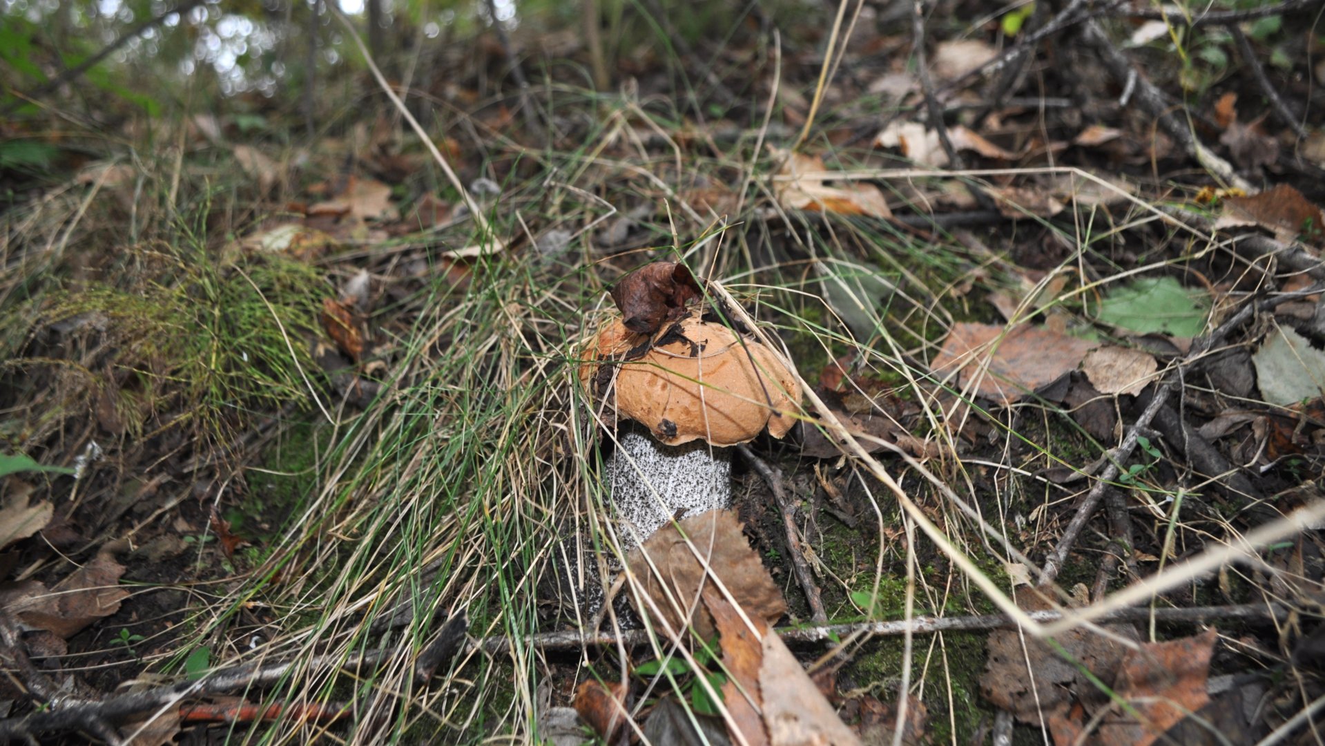 DSC_0778.JPG