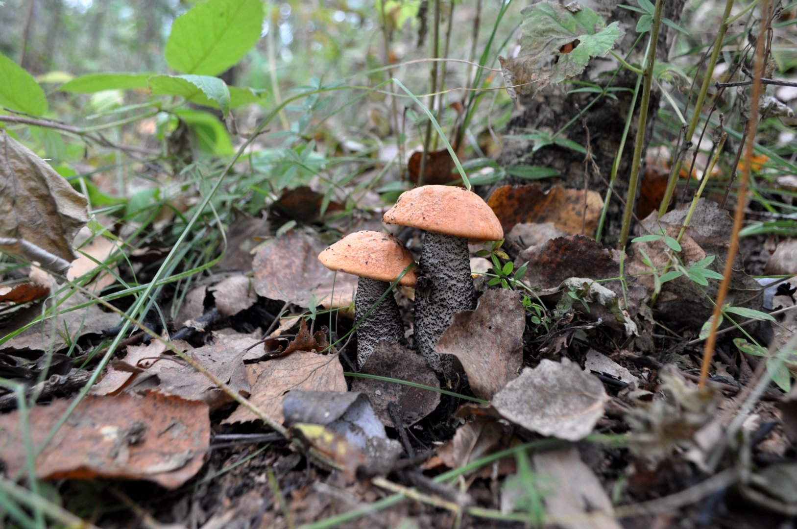 DSC_0786.JPG