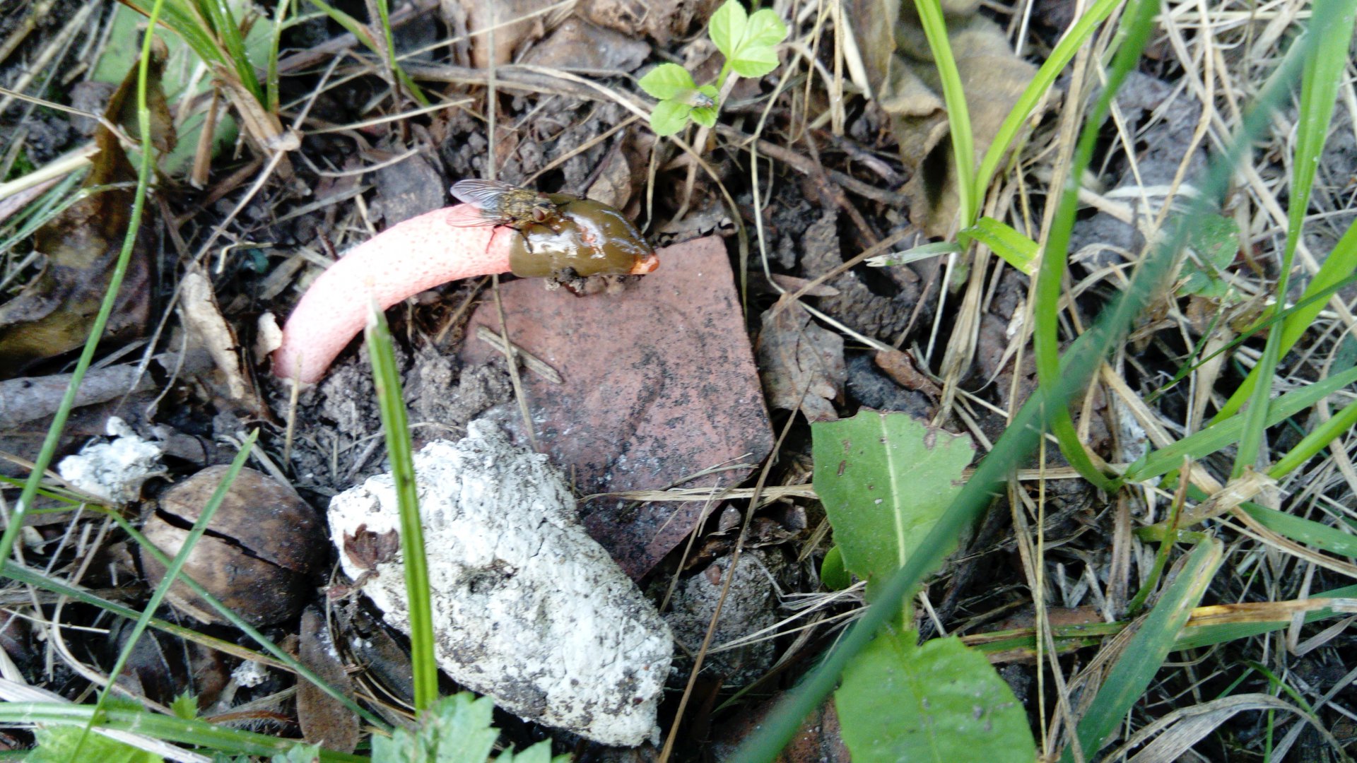 DSC_0789.JPG