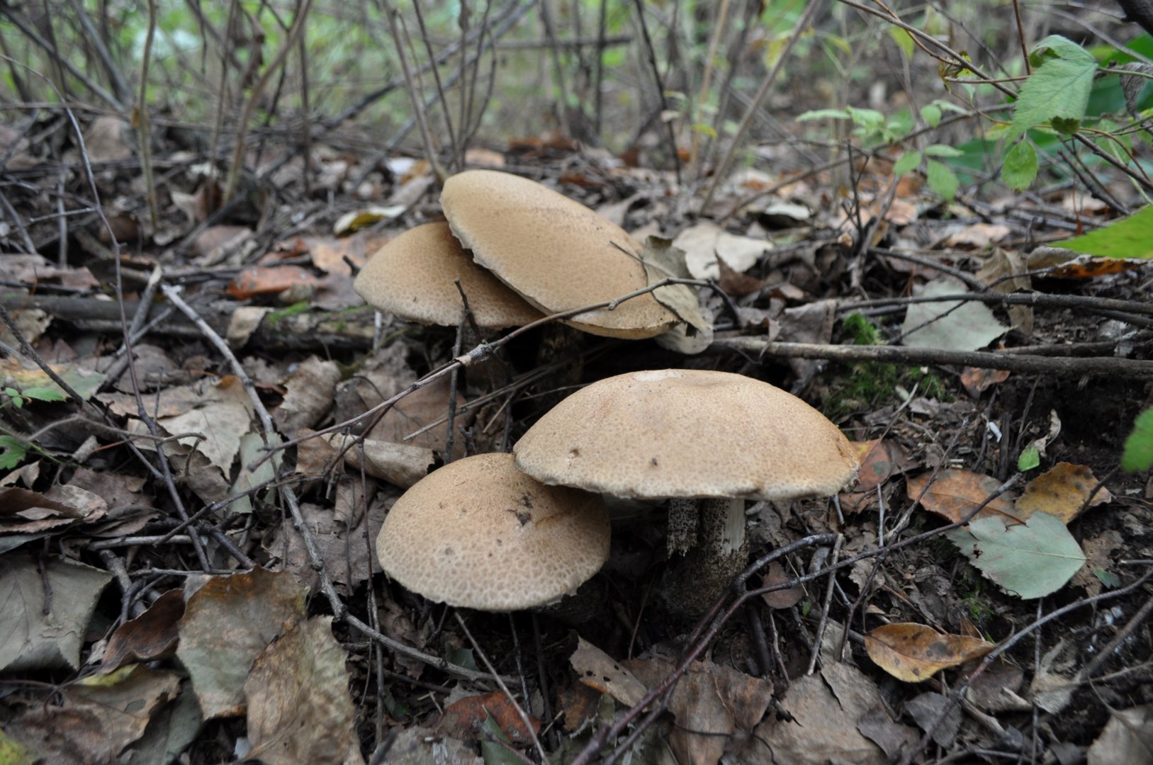 DSC_0790.JPG