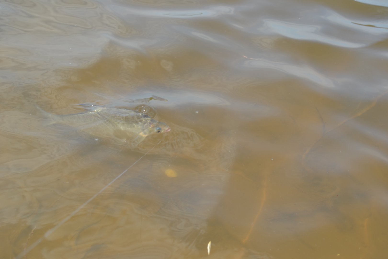 DSC_0821.JPG