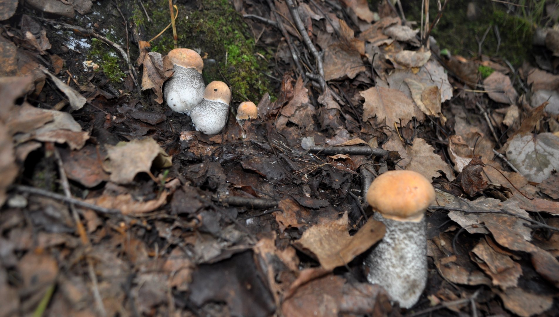 DSC_0917.JPG
