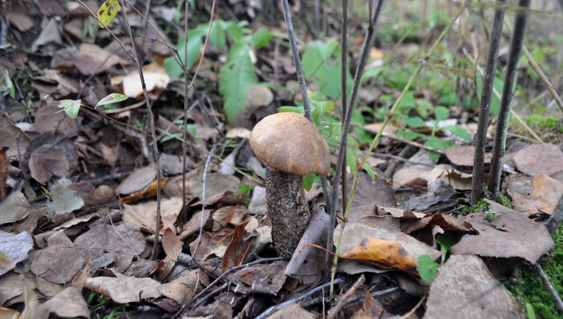 DSC_0922.JPG