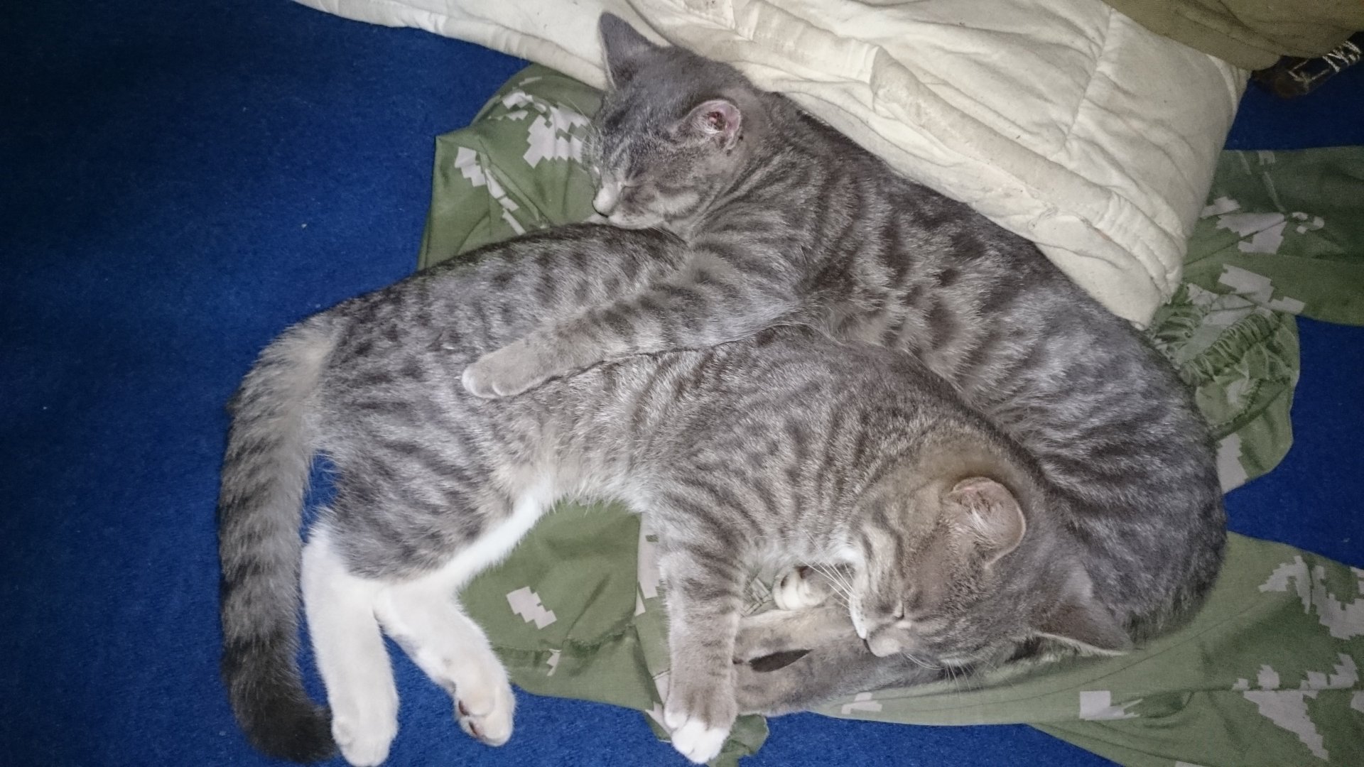 DSC_0926.JPG