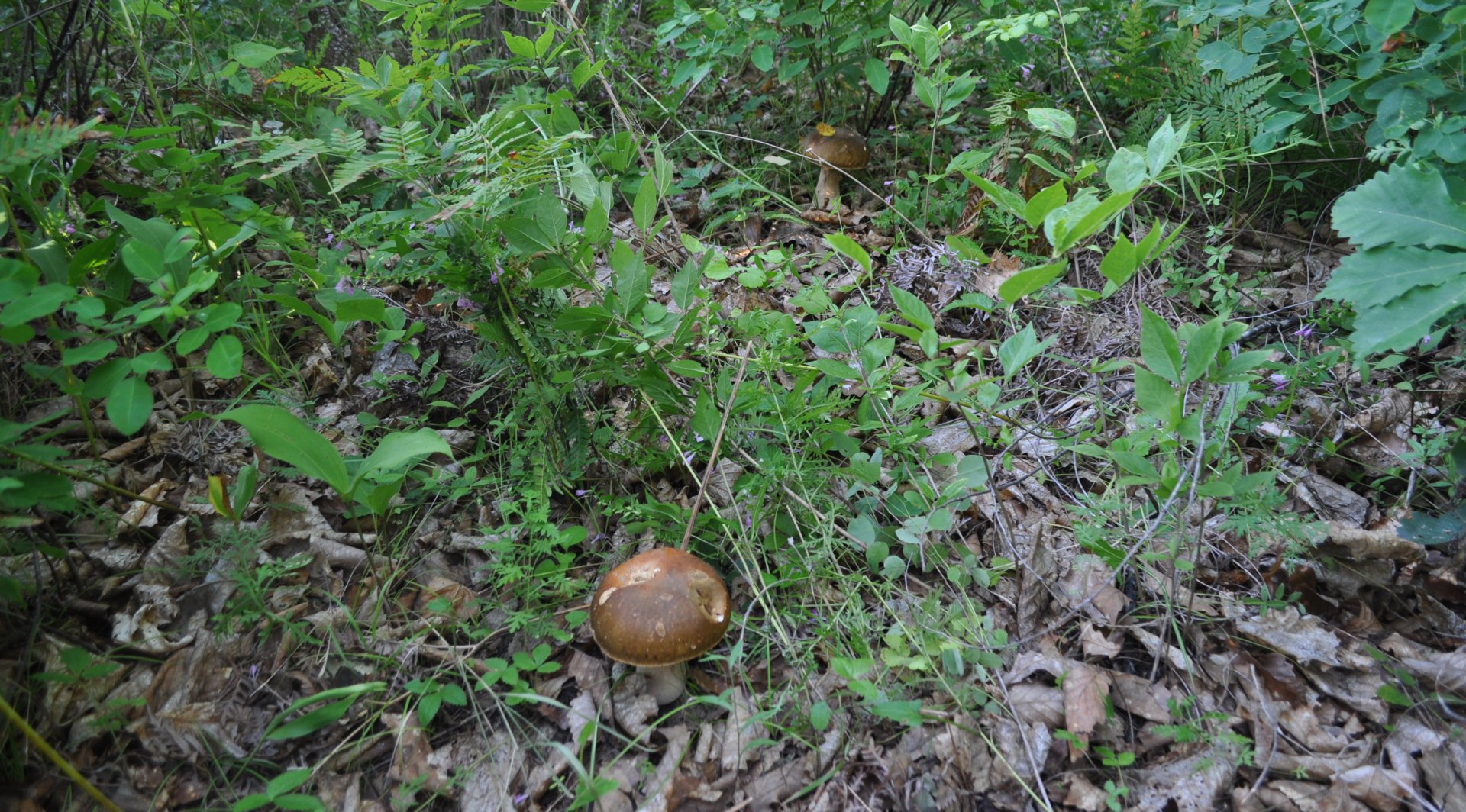 DSC_0928.JPG