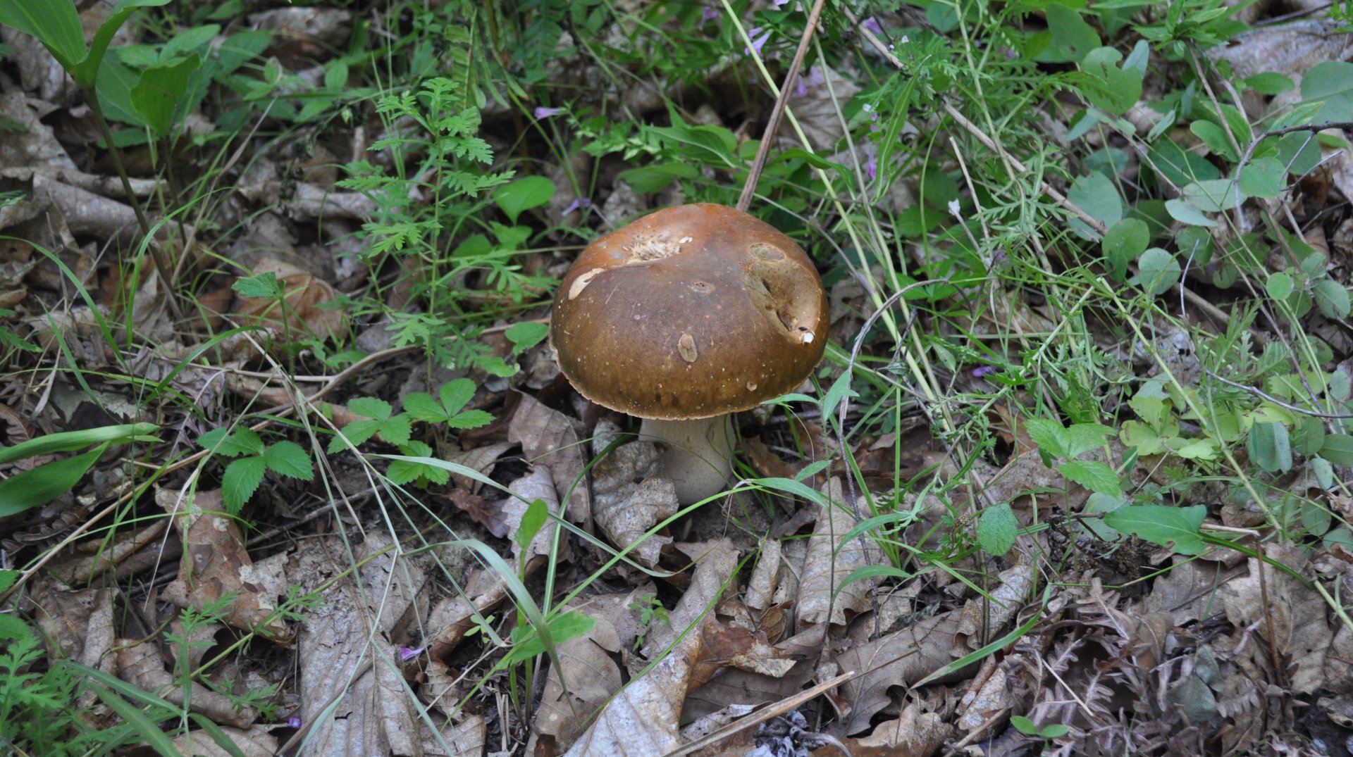 DSC_0929.JPG