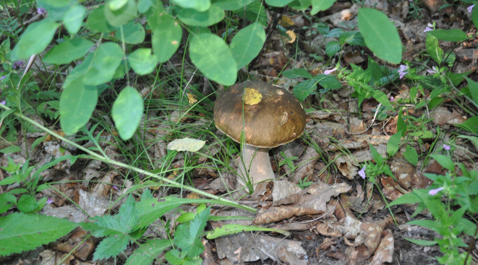 DSC_0930.JPG