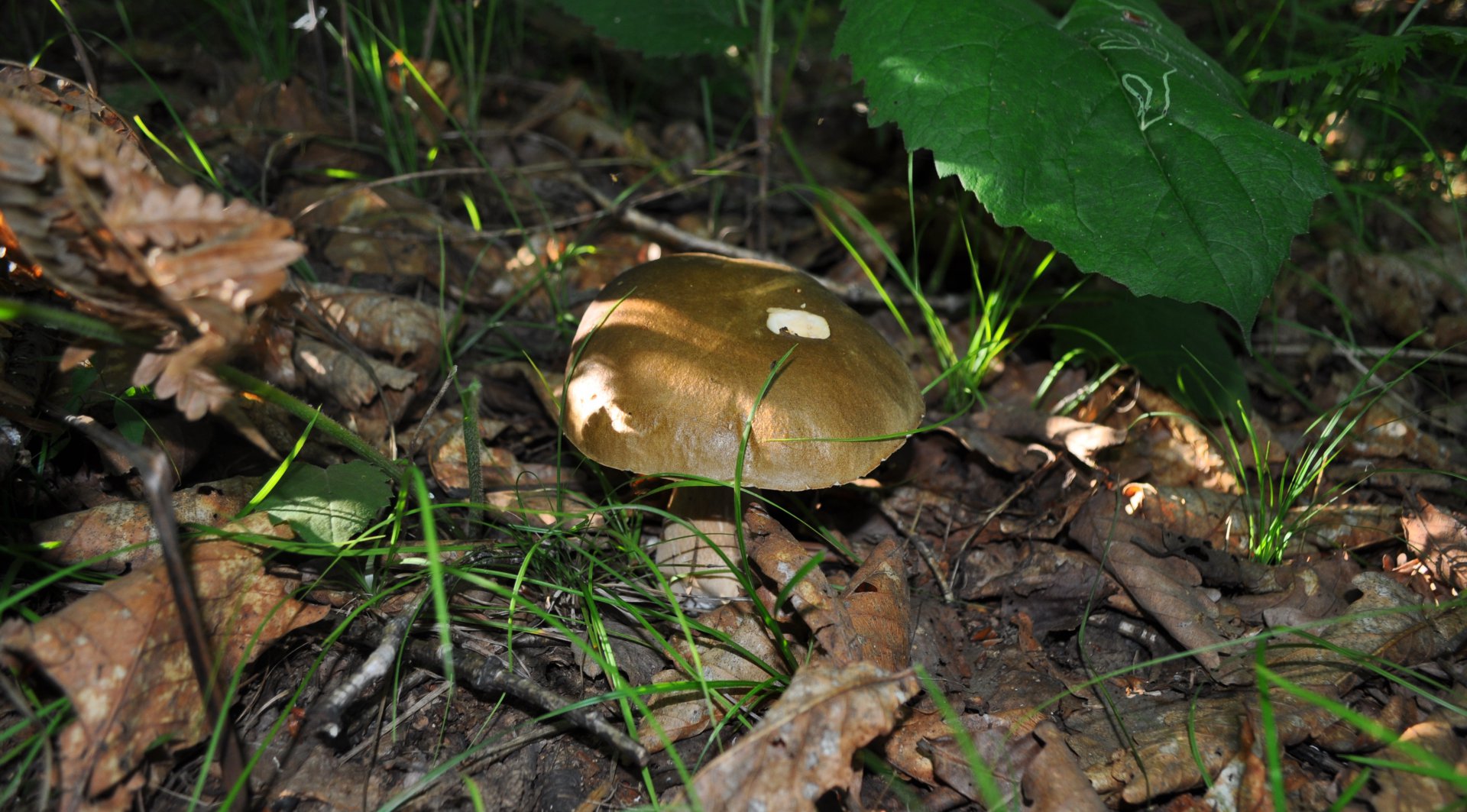 DSC_0932.JPG