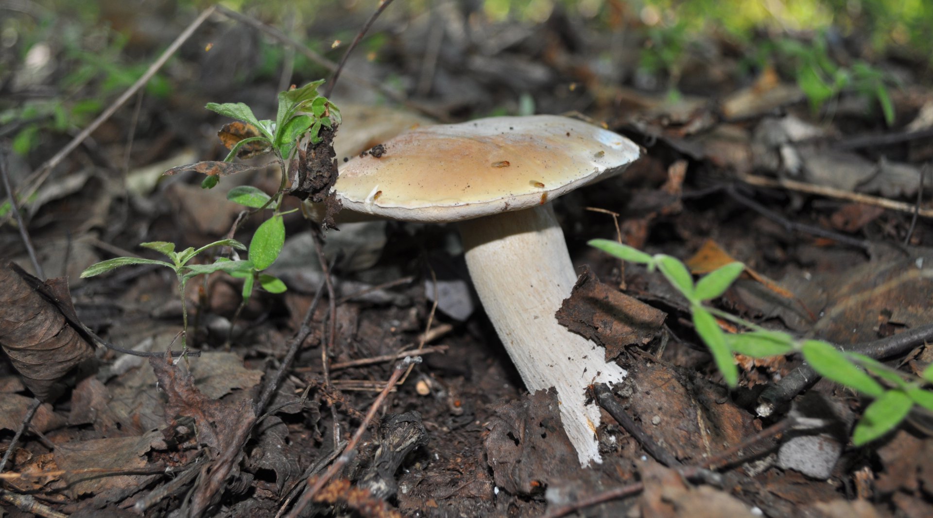 DSC_0933.JPG