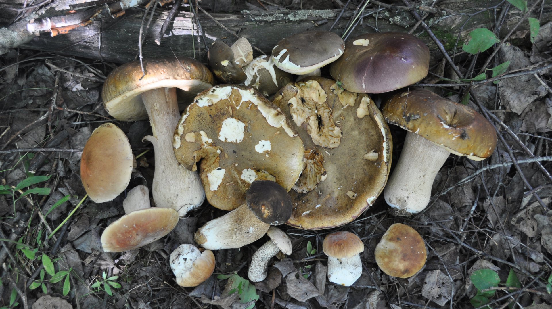 DSC_0936.JPG