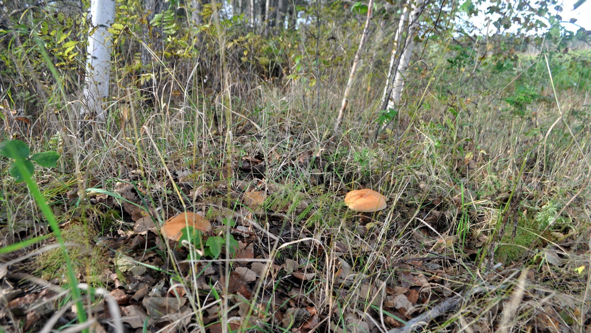 DSC_0937.JPG