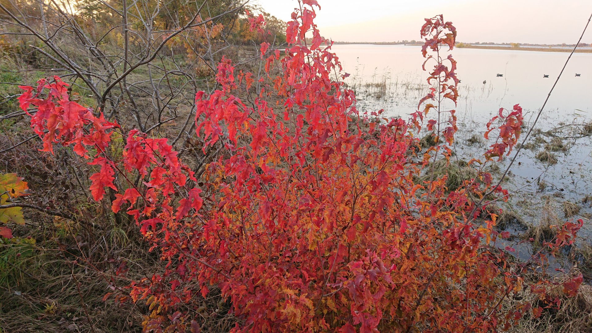 DSC_0938.JPG