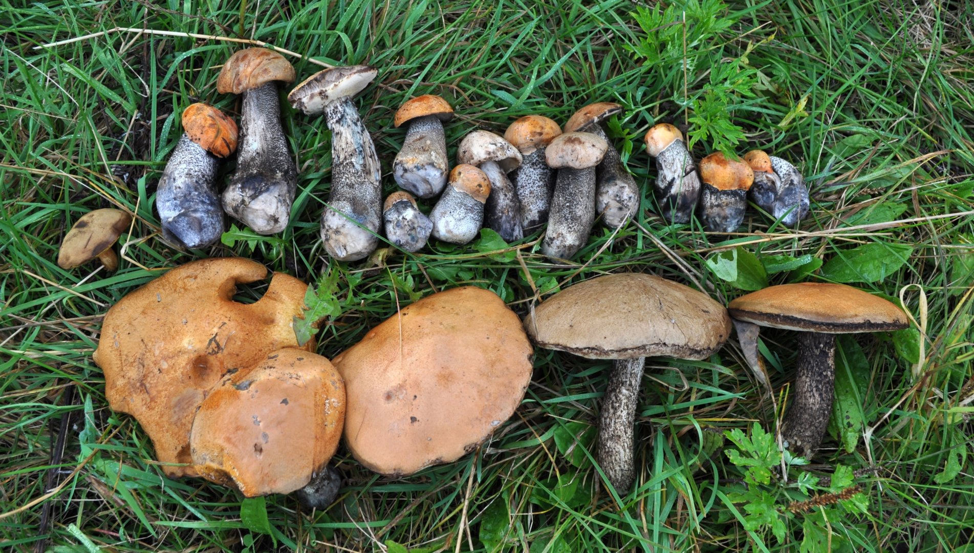 DSC_0942.JPG