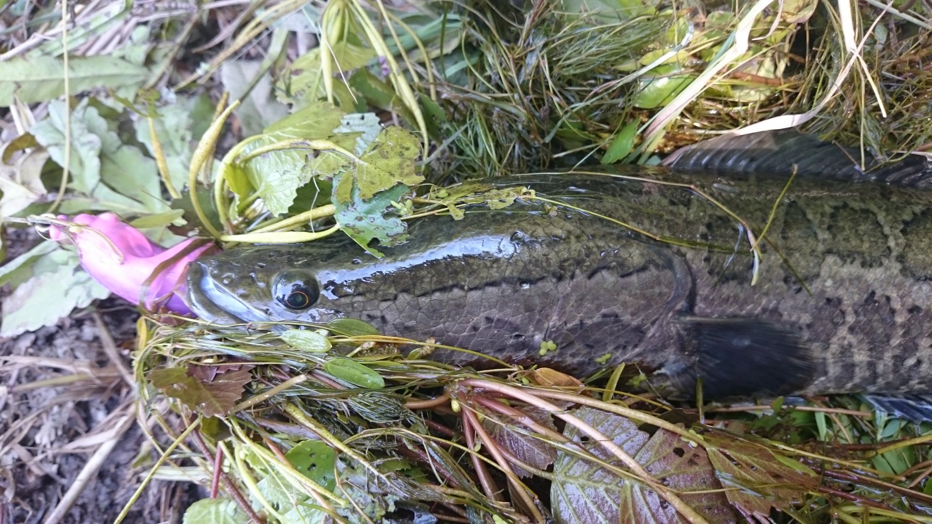 DSC_1021.JPG